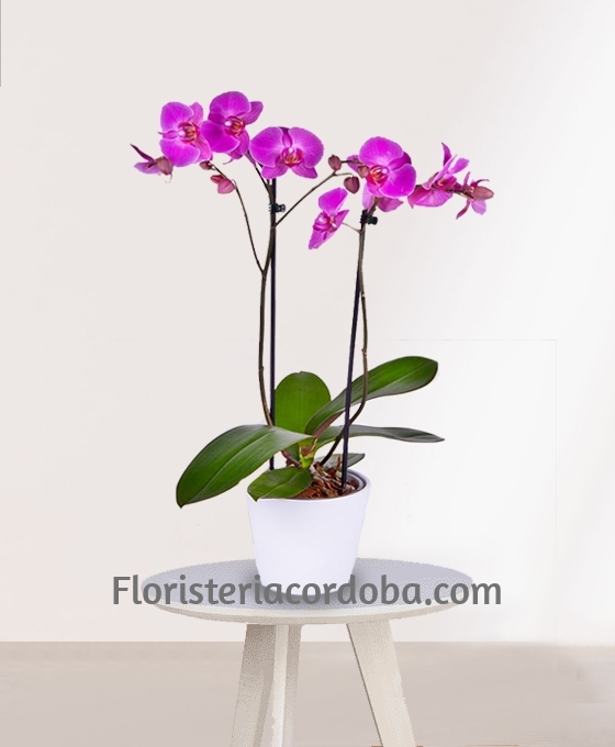 Plantas