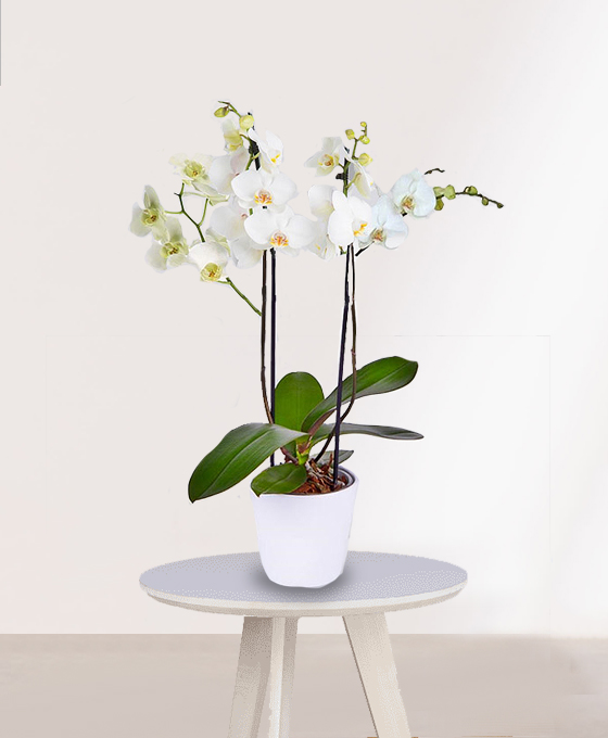 Planta Orquídea