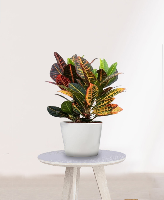 Planta Croton